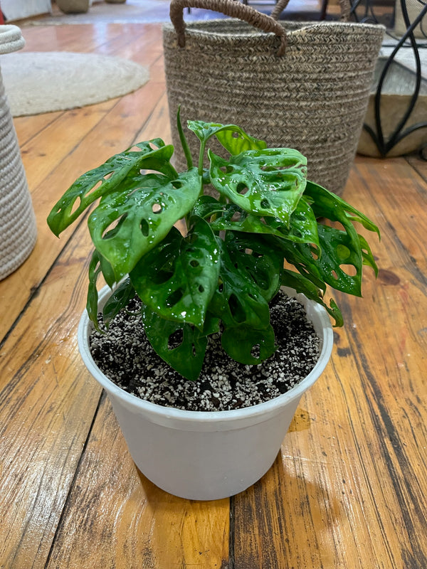 Planta Monstera Adansoni