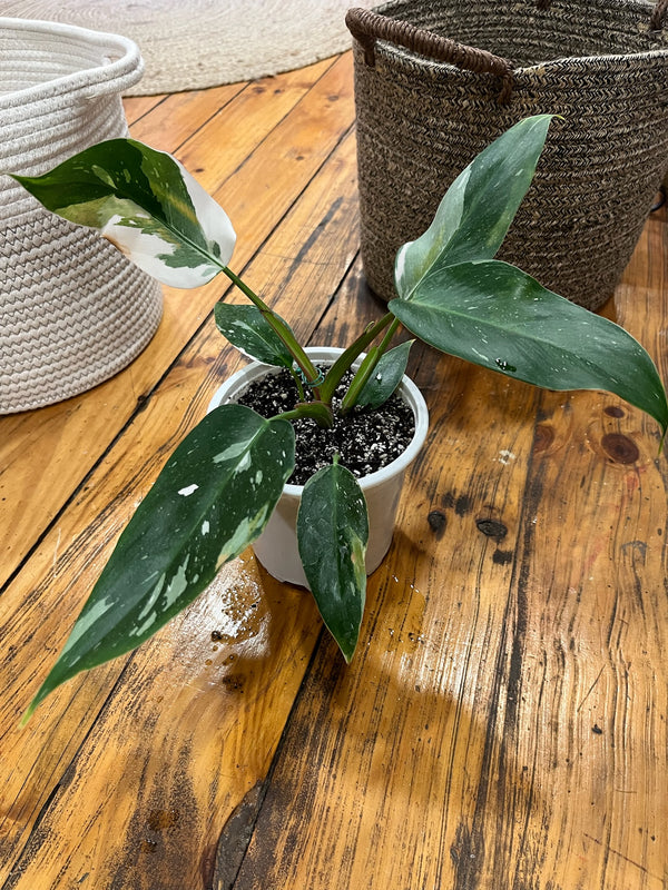 Planta Philodedro White Princess