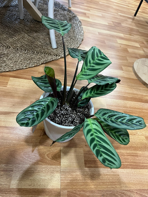 Planta Calathea Burde Marxi