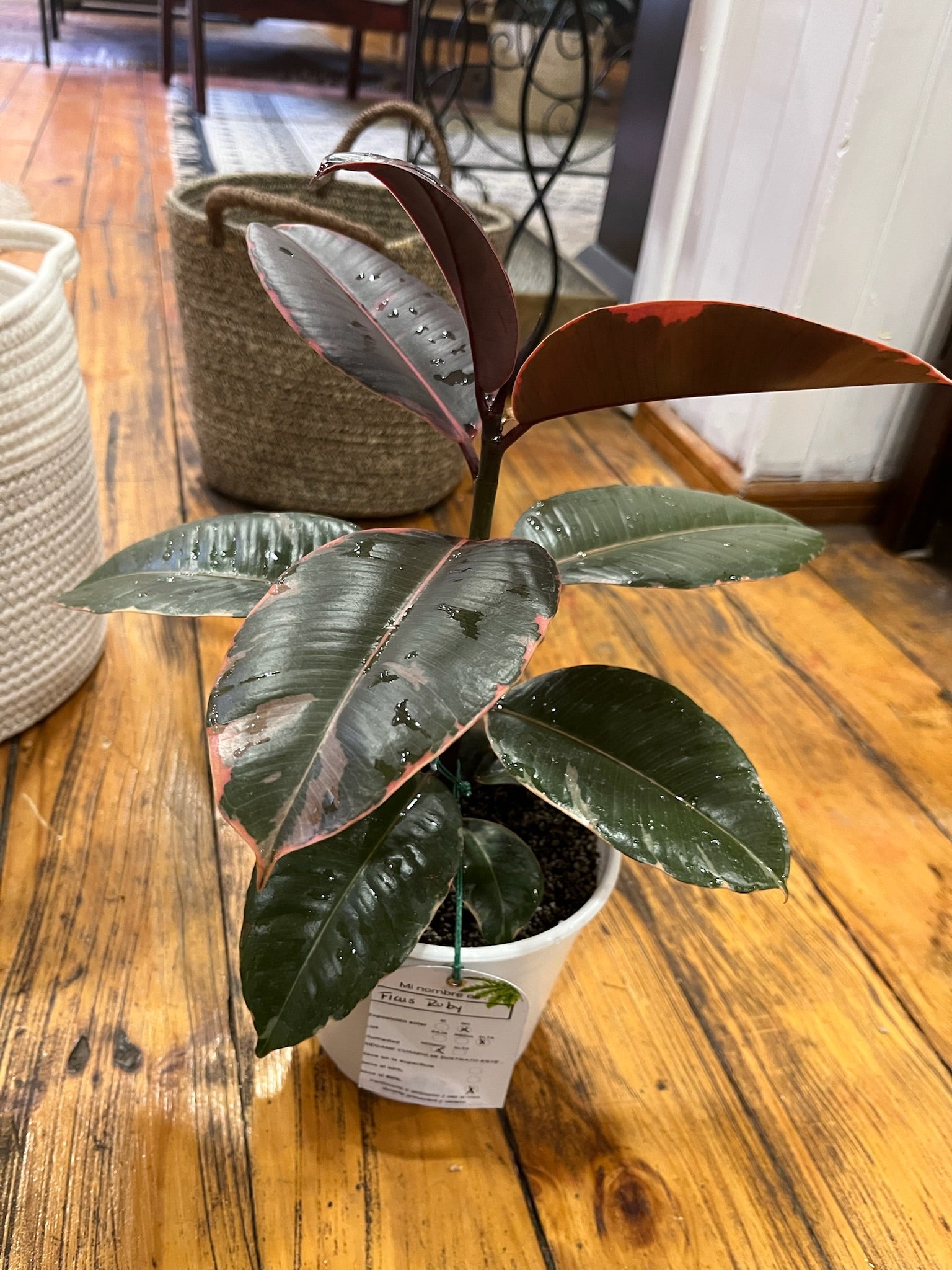 Planta Ficus Ruby