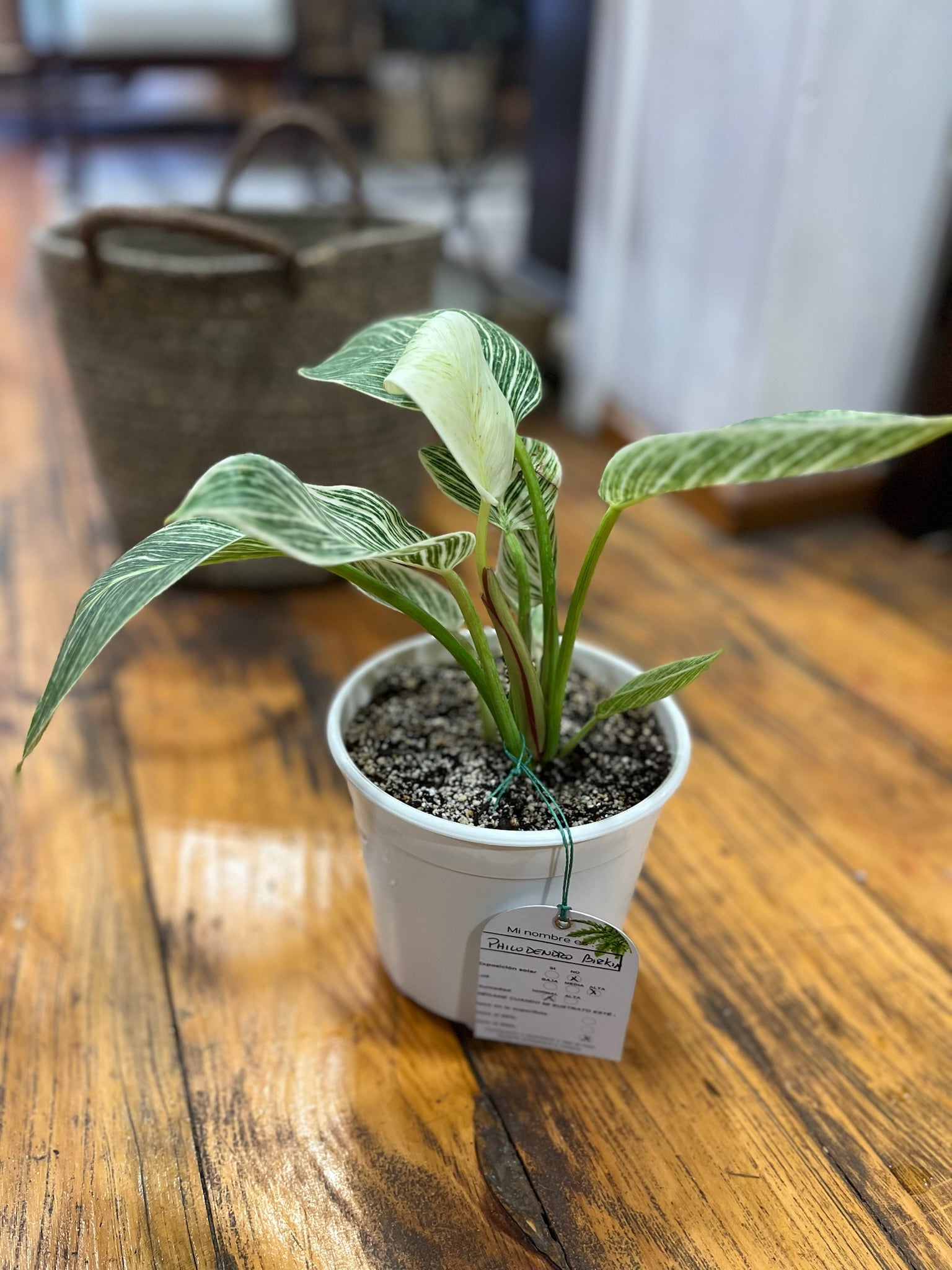 Planta Philodendro Birkin