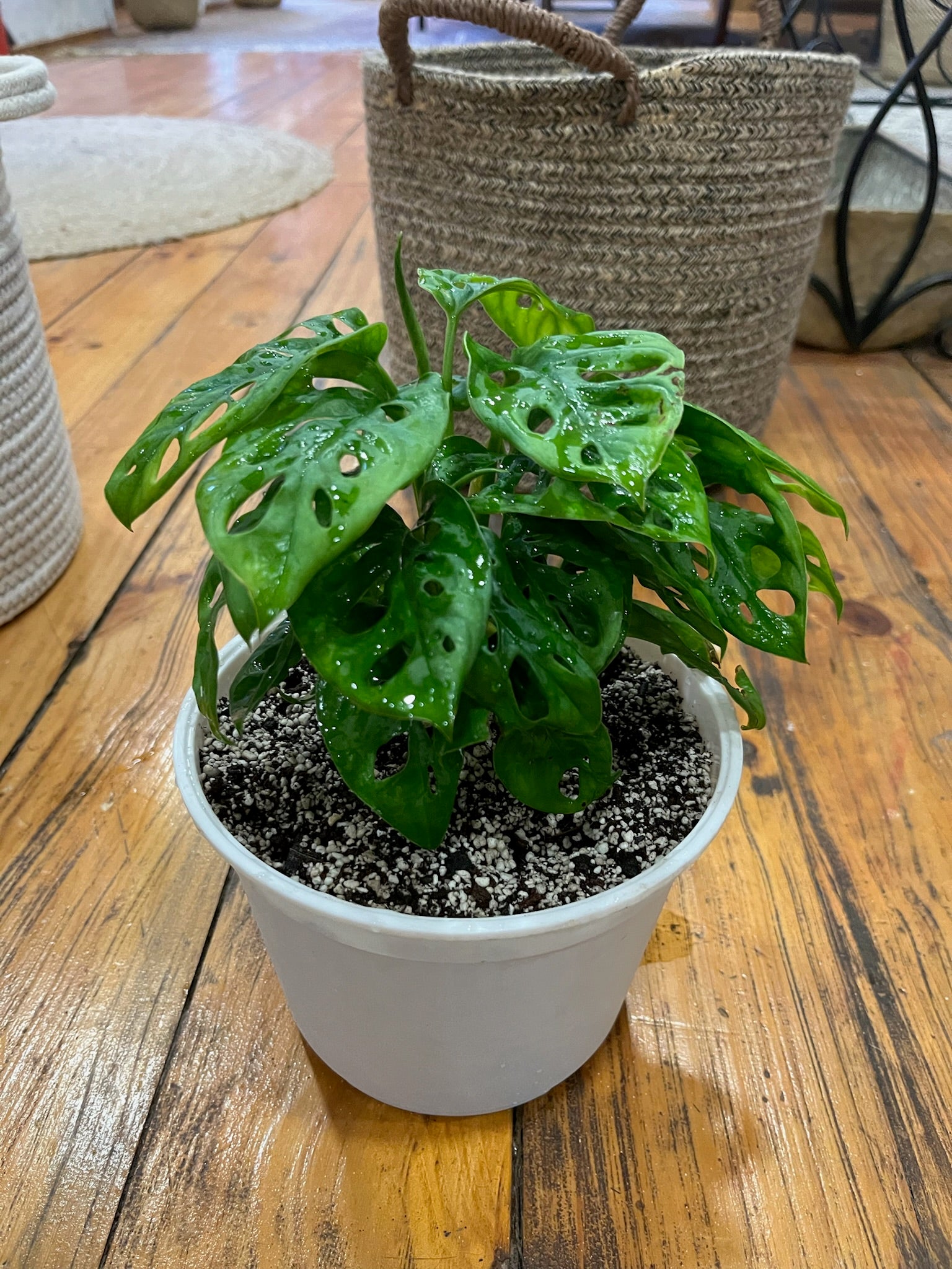 Planta Monstera Adansoni