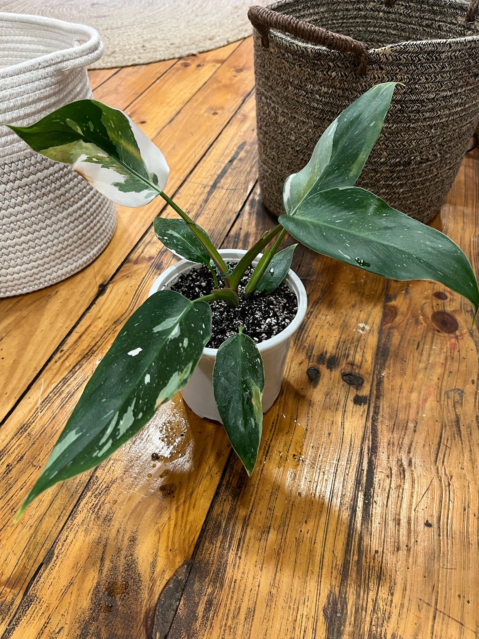 Planta Philodedro White Princess