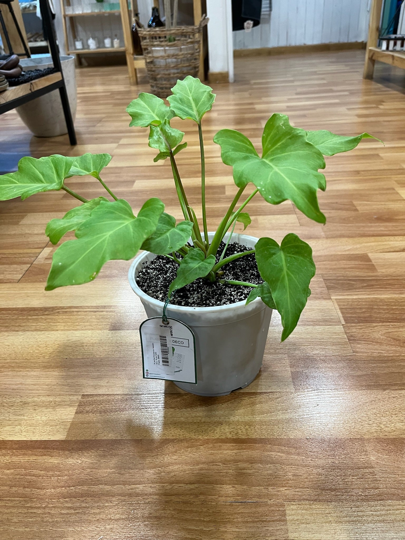 Planta Philodedro Xanadu