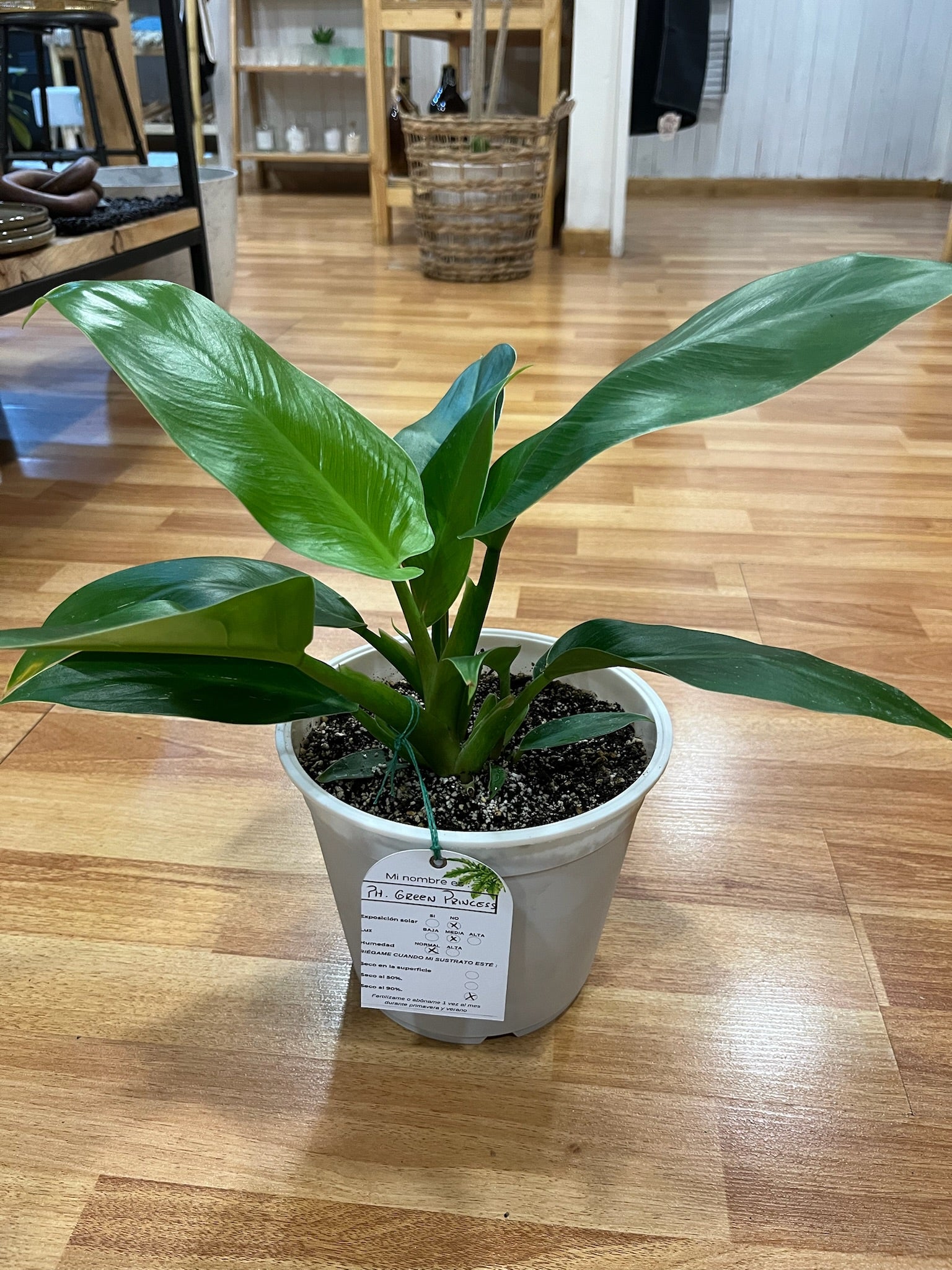 Planta Philodedro green princess