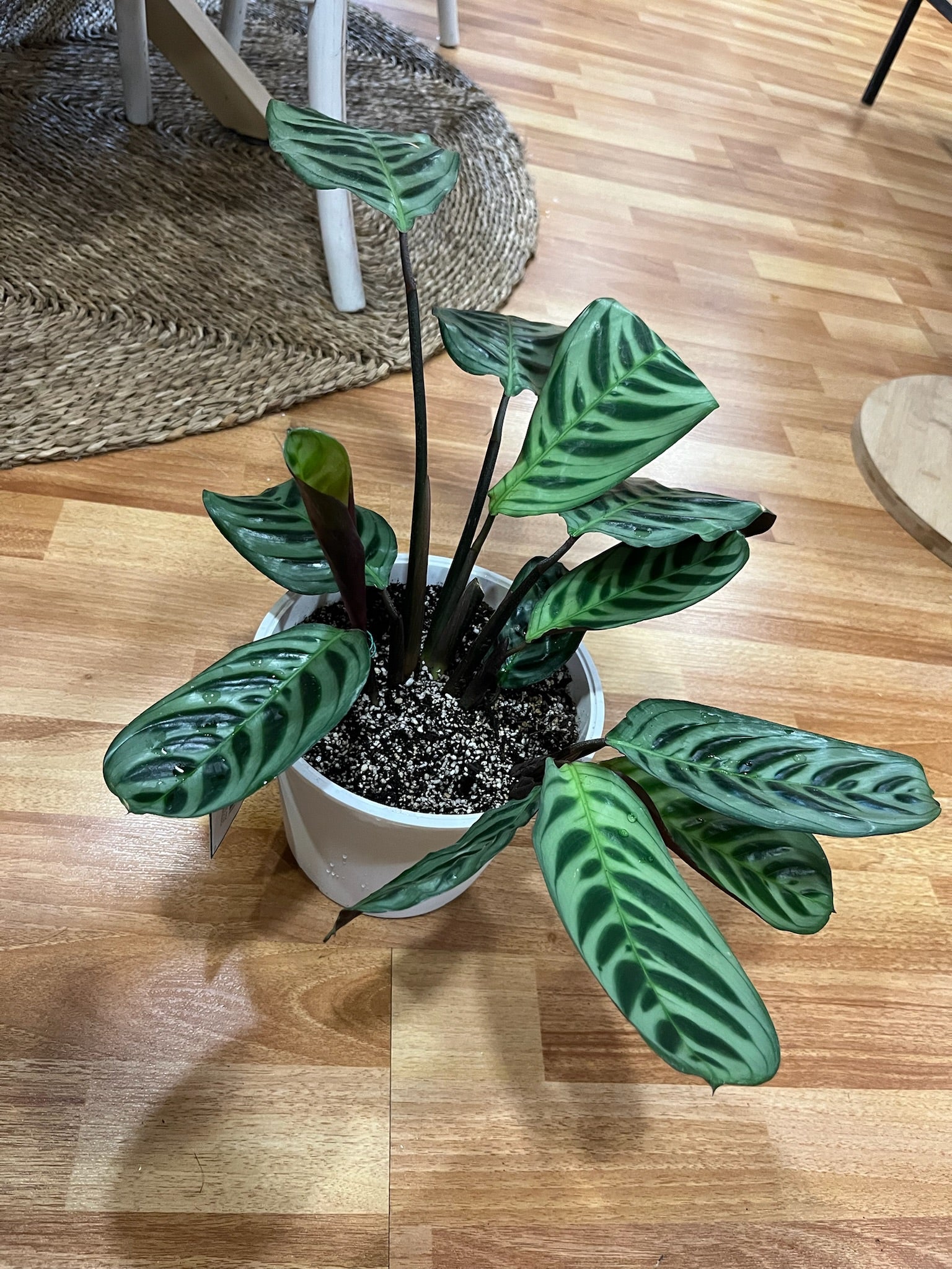 Planta Calathea Burde Marxi