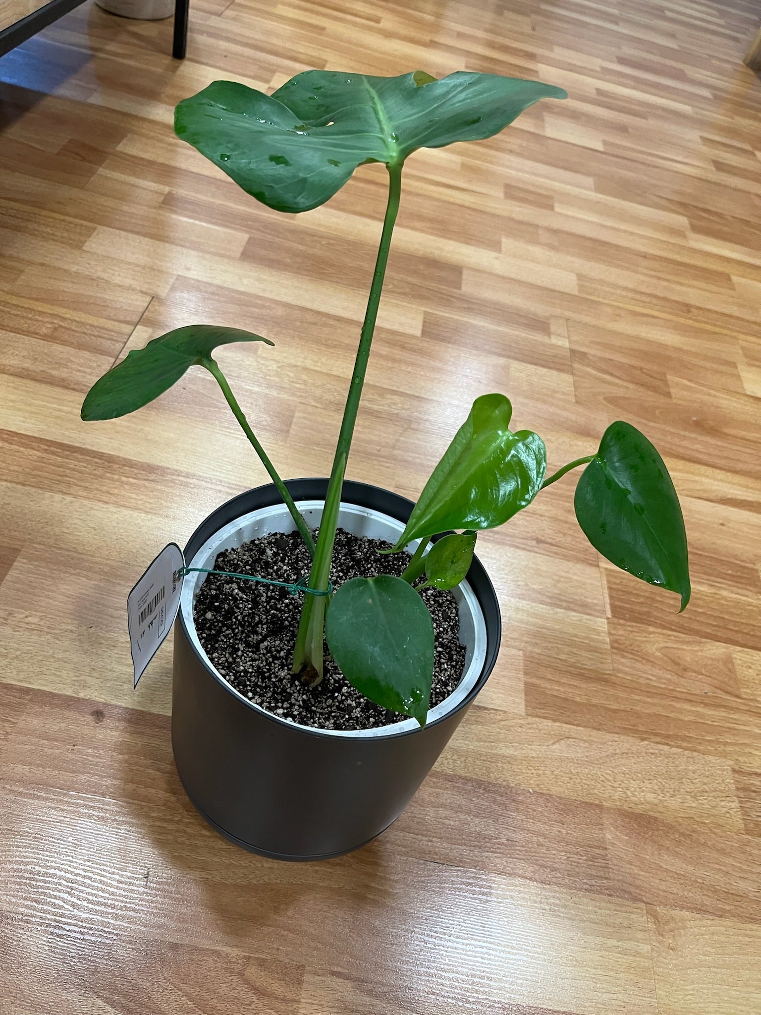 Planta Monstera Tauerii